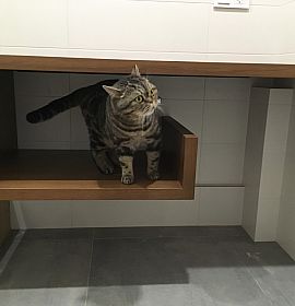 Полиця - Київ | ZenWood